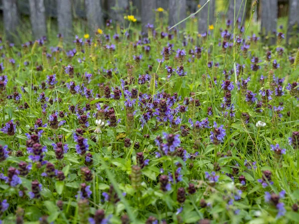 Sık sık kendi kendini iyileştiren çiçeklerle kaplı yaz çayırı (Prunella vulgaris)