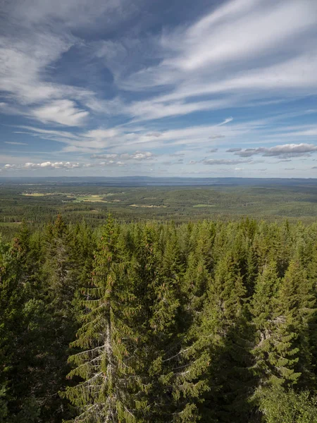 Panorama Över Bred Svensk Skog Och Dal Bakgrunden — Stockfoto