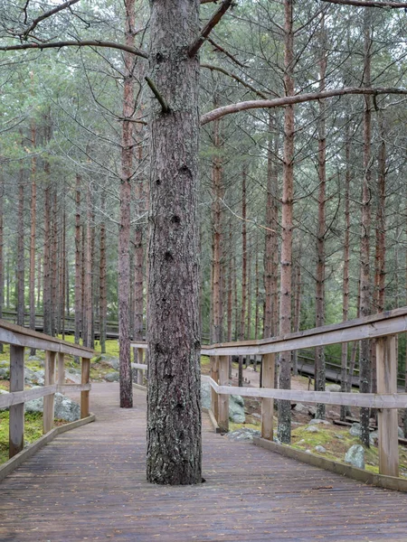 Wooden Walkway Leading Coniferous Forest Cloudy Day — 스톡 사진