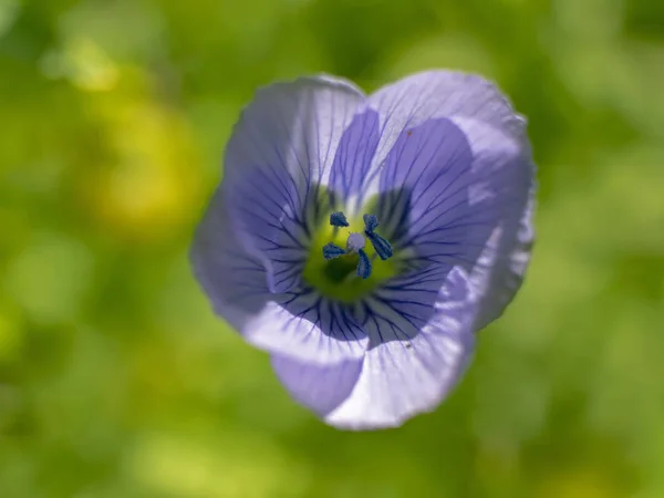 Cerca Una Flor Lino Con Poca Profundidad Campo — Foto de Stock