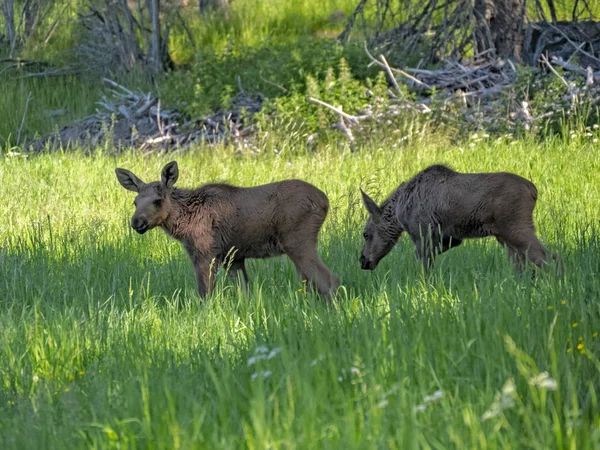 Dos Pantorrillas Alces Alces Que Agarran Sobre Brillante Pradera Verde —  Fotos de Stock