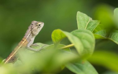  Bebek bukalemun ağaç üzerinde