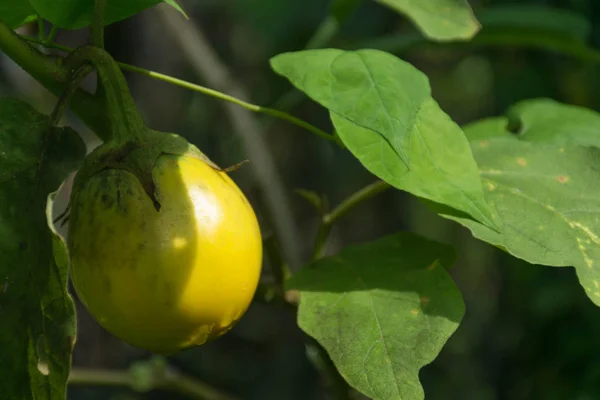 Fresh eggplant close up — Stock Photo, Image