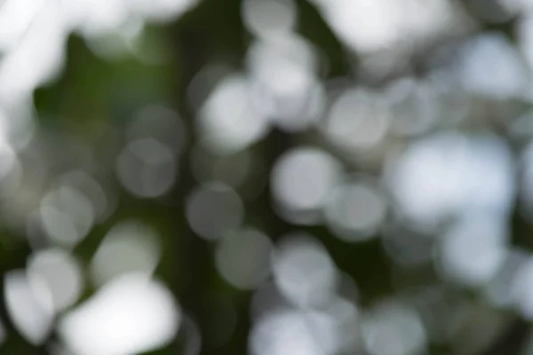 yeşil arka plan bulanıklık