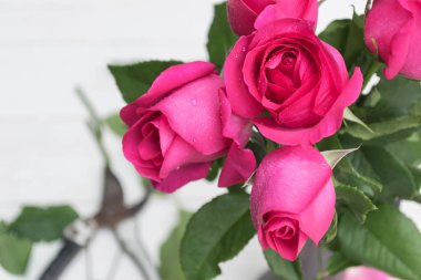 Ahşap arka planda pembe gül 