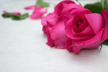 Pembe Gül hite ahşap arka plan üzerinde. Beyaz ahşap arka plan yakın çekim üzerinde pembe Gül