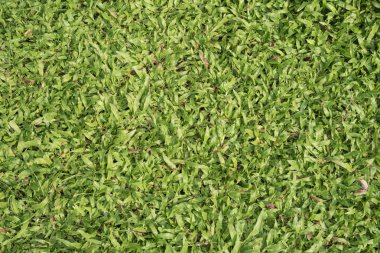 Yeşil Çimen Arkaplanı