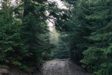 Dağ orman gündoğumu yolda.