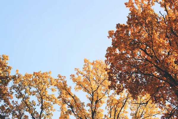 Autumn trees and sky. — Stock Photo, Image