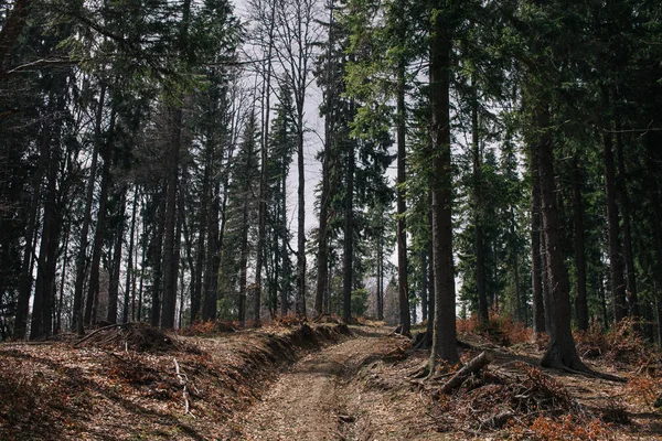 Route du lever du soleil dans la forêt de montagne . — Photo