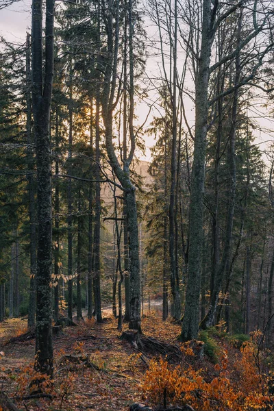 Camino del amanecer en bosque de montaña . — Foto de Stock