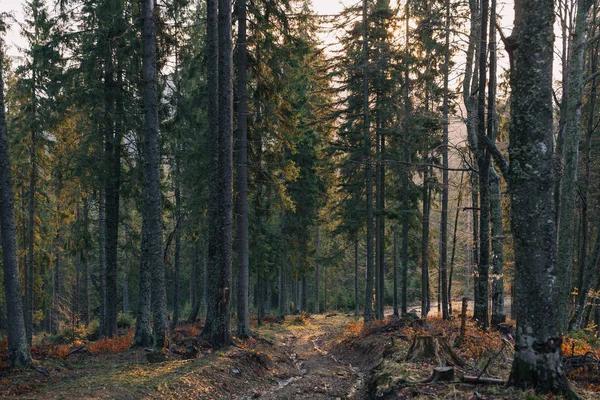 Sunrise road in mountain forest. — Stock Photo, Image