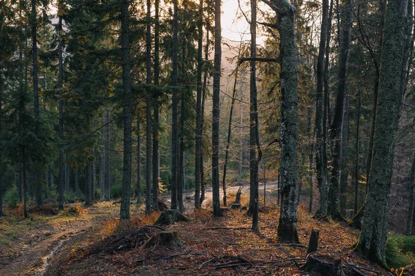 Sunrise road in mountain forest. — Stock Photo, Image