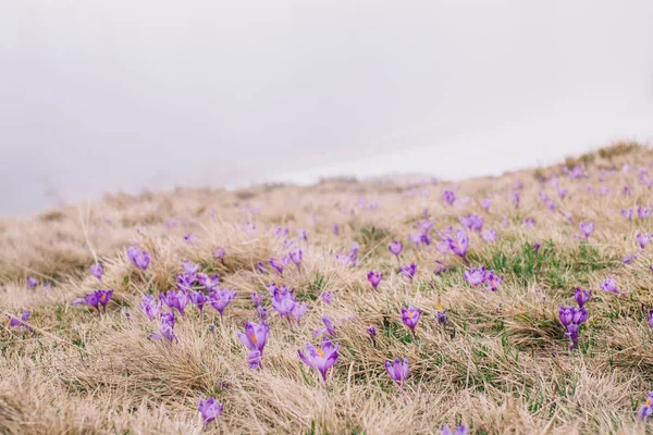 Field of crocuses. — Stock Image Field of crocuses. Stock Photo