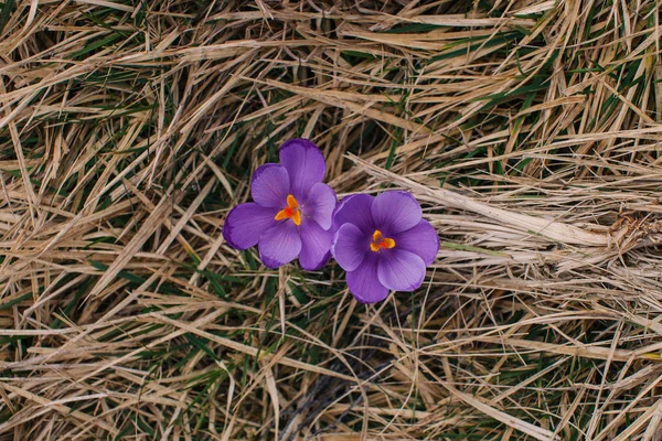 Field of crocuses. — Stock Image Field of crocuses. Stock Image