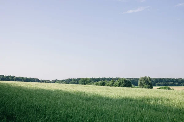 Yazın yeşil tarlalı ve mavi gökyüzü olan manzara — Stok fotoğraf
