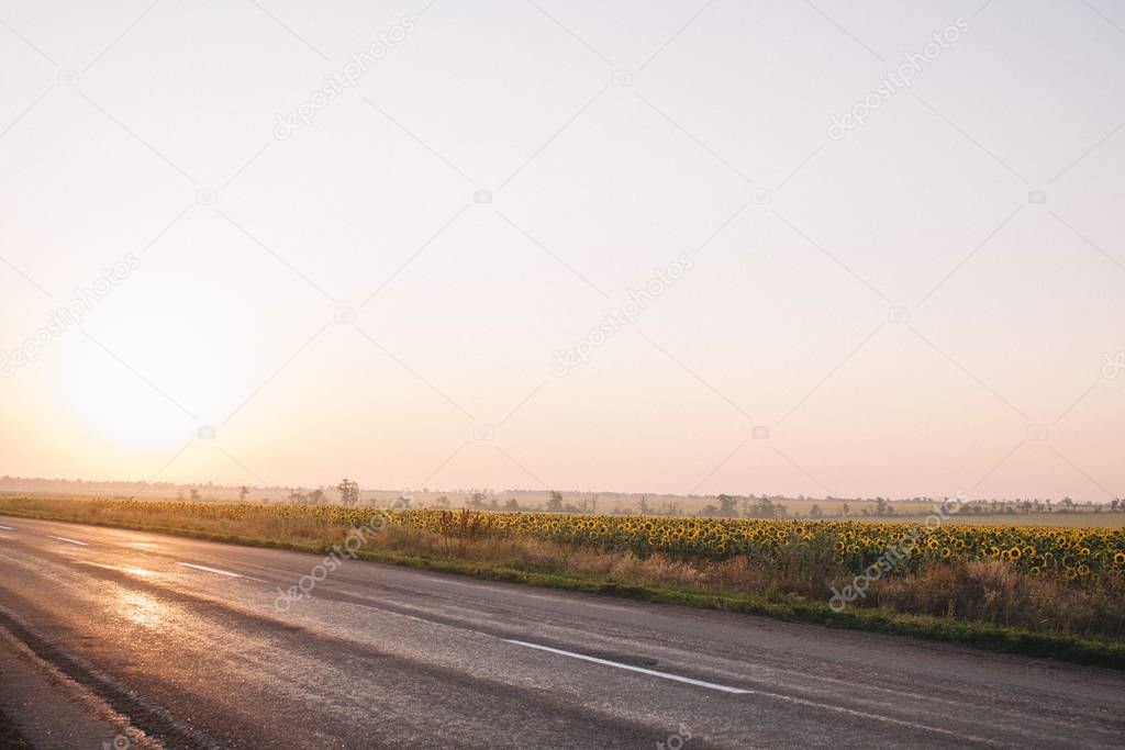 morning empty road near the field