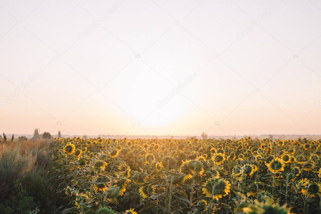 field of sunflowers at sunrise