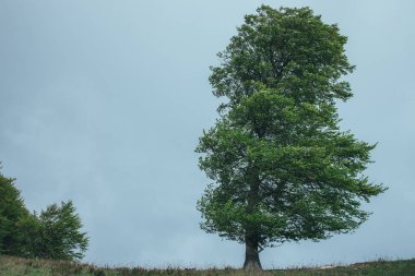 Yağmurlu ve rüzgarlı bir tepede yapayalnız yeşil ağaç.