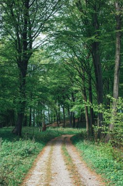 Ormandaki patika, park yeri klint