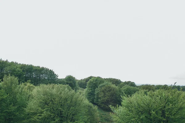 Bosque con árboles verdes y cielo azul — Foto de Stock