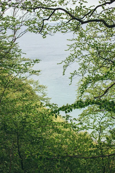 Uitzicht op zee door de bomen — Stockfoto