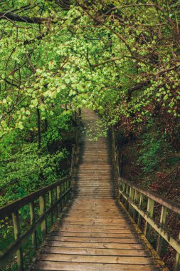 Ormandaki ahşap köprü Mont Klint uçurumlarına çıkıyor.