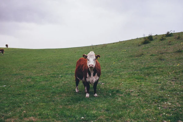 Vaca en pastos verdes en primavera Dinamarca — Foto de Stock