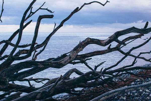 Rots met boom in de zee bij zonsopgang — Stockfoto
