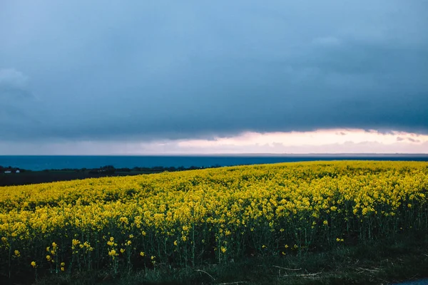 Felder mit grünem Gras und Blumen bei Sonnenuntergang — Stockfoto