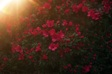 Çiçekli yeşil bitkiler ve güneşli bahar ışığı