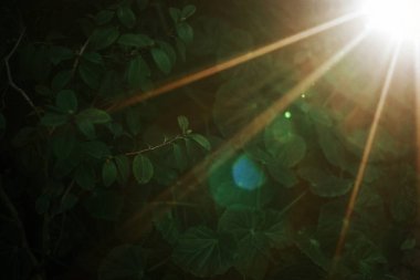 yeşil büyüyen bitkiler ve güneşli bahar ışığı