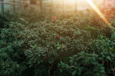 yeşil büyüyen bitkiler ve güneşli bahar ışığı
