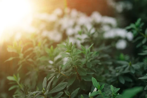 Зелені рослини і сонячний весняний промінь — стокове фото