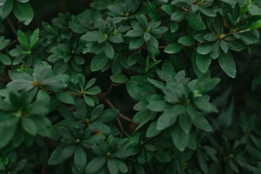 Yaprakların ve otların koyu yeşil dokusu