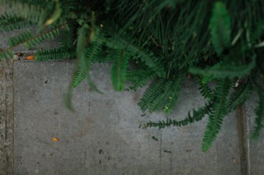 yeşillikle asfalt dokusu