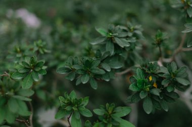 Yaprakların ve otların koyu yeşil dokusu