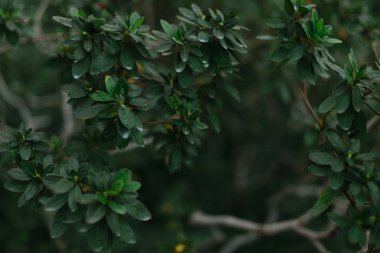 yeşil yaprak ve çimen dokusu