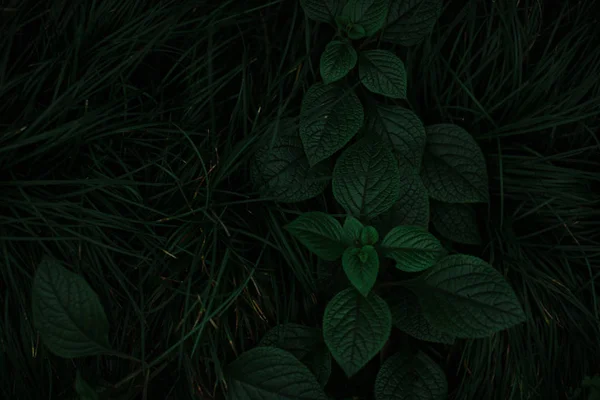 葉や草の濃緑色の質感 — ストック写真