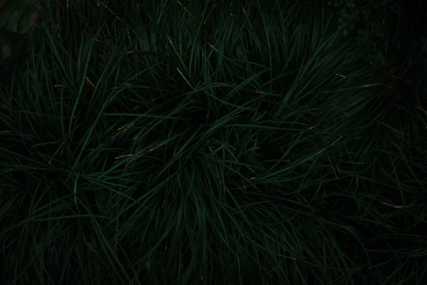 葉や草の濃緑色の質感 — ストック写真
