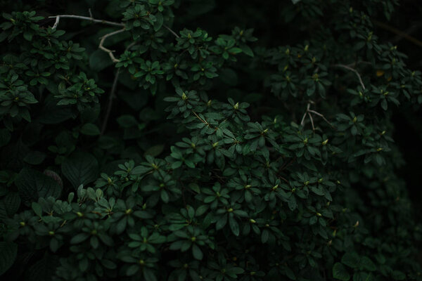 dark green texture of leaves and grass