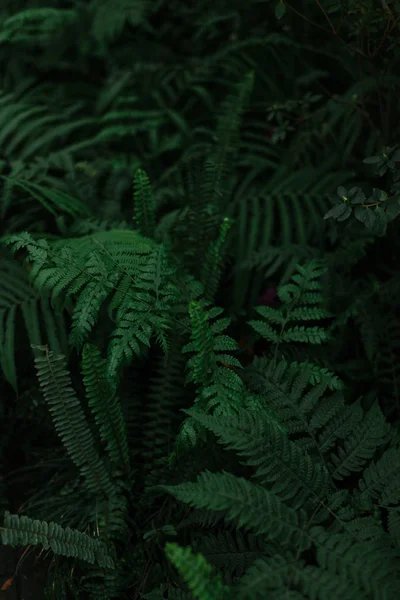葉や草の濃緑色の質感 — ストック写真