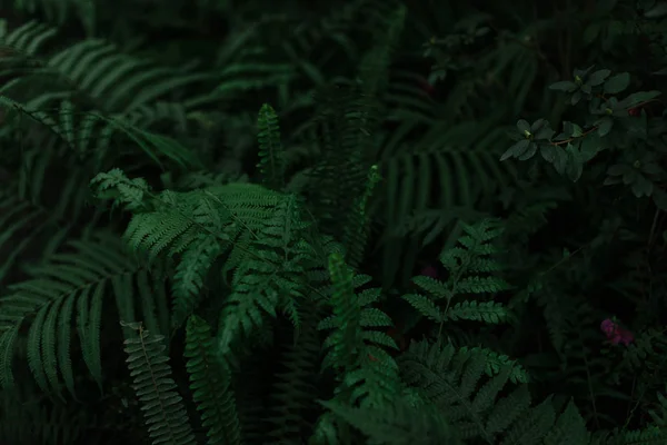 Texture verde scuro di foglie ed erba — Foto Stock