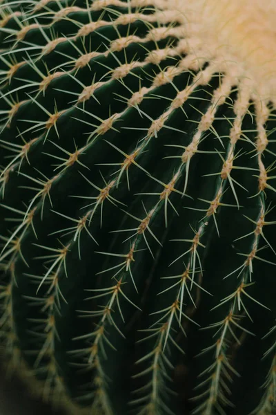 Зеленая текстура кактуса с шипом — стоковое фото