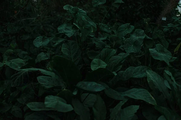 Texture verde scuro di foglie ed erba — Foto Stock