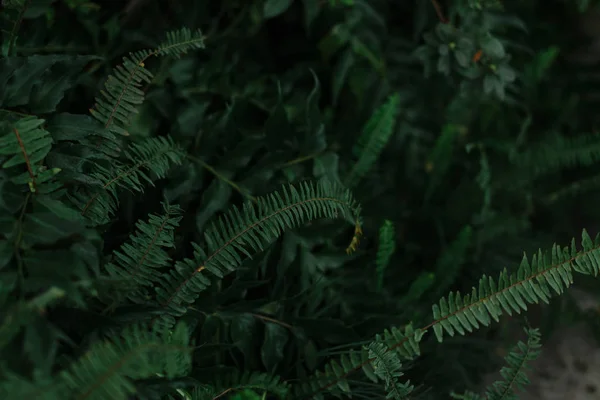 Темно-зелена текстура листя і трави — стокове фото