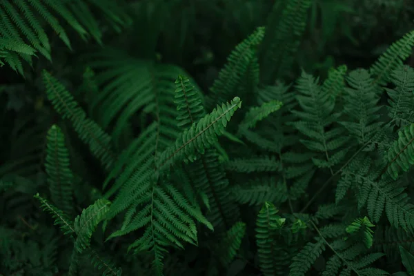 Yaprakların ve otların koyu yeşil dokusu