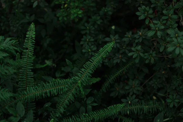 Темно-зелена текстура листя і трави — стокове фото