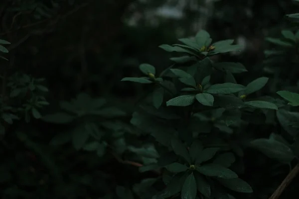 葉や草の濃緑色の質感 — ストック写真