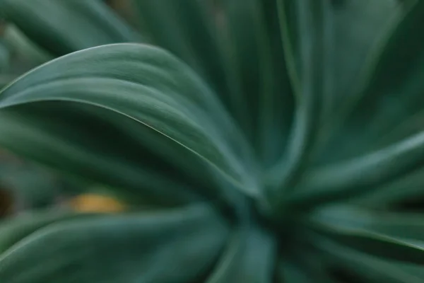 Green leaves macro shot of blur — Stock Photo, Image